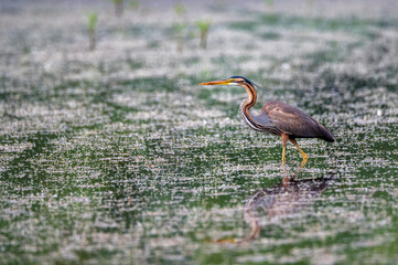 Purple heron or ardea purpurea wading in the swamp.