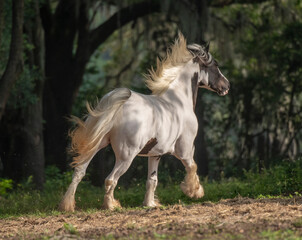 Obraz na płótnie Canvas Running Gypsy horse mare