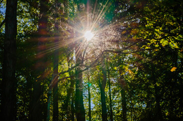 Fototapeta na wymiar Sunshine through trees