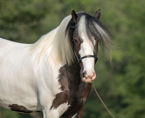 Gypsy Horse mare head
