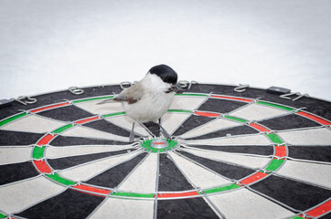 Marsh tit - and the target of the game of darts.