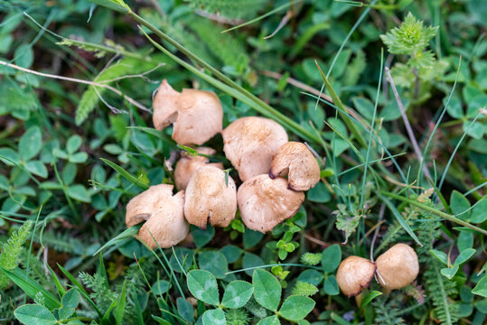 Close up of Marasmius oreades or fairy ring mushroom or fairy ring champignon