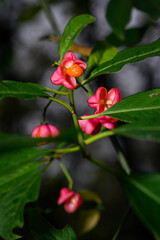 Pink flowers with orange seeds with green leaves.