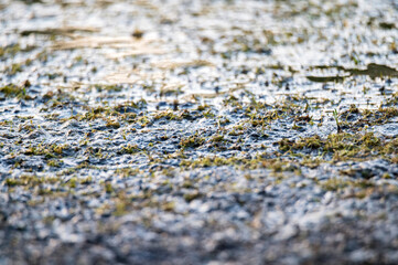 Close up of mud bog texture background with grass
