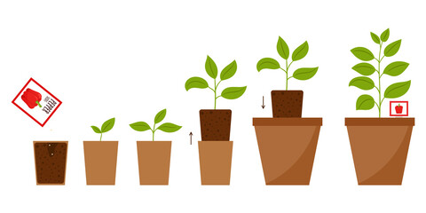Step-by-step illustration from planting seeds to an adult plant in a flower pot. The scheme of changing plant from sprout to full growth. Growing pepper at home. Flat cartoon style, isolated on white