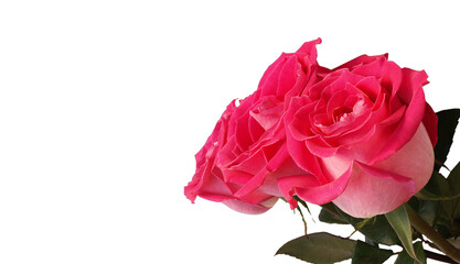 Fototapeta premium Three pink flowers