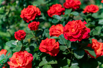 Big bush of beautiful red roses in the garden close up
