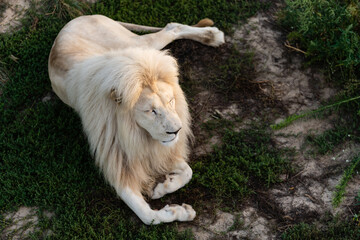 Obraz premium Male white lion lying down