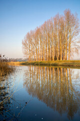 Trees along the Berkel