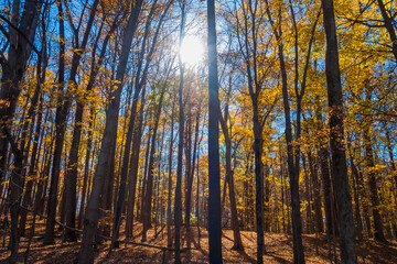 Fototapeta na wymiar Sun shining through colorful Fall foliage