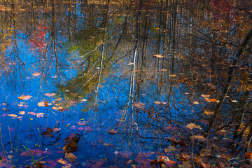 Naklejka premium Fall foliage reflection in lake water