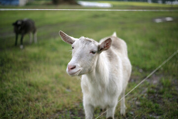 young white goat stands in a meadow with a blurred background