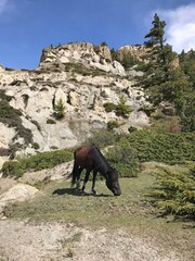 Nepal amazing Himalayas landscape. Horse grazes on lawn in coniferous forest of Himalayan mountains, Lower Mustang. Majestic white rocks in kingdom Mustang, near mount Nilgiri. 