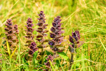 Close-up of Ajuga or bugleweed, ground pine, carpet bugle, or just bugle