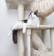 Domestic on the scratching post ,playing ,relaxing on a cat tree