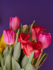 Close up view to the bouquet of pink and red tulips on vivid background.