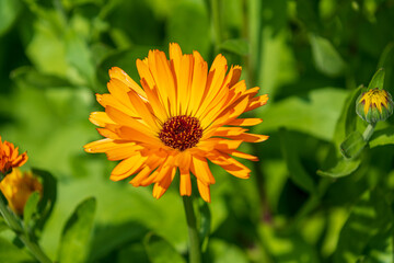 Close up of a vibrant orange aster flower