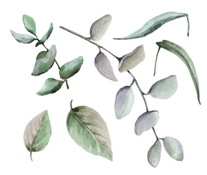 Set of eucalyptus sprigs and green leaves. Hand drawn watercolor isolated elements on white background for design of cards, wedding invitations, background, packaging, print.