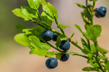 Close up of blueberries growing on a green sprig