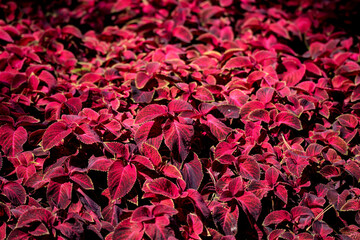 Close up of coleus purple leaves natural background