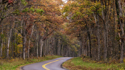 road trip on open road and highway traversing vibrant autumn woods