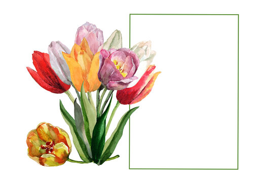 Rectangular frame with a spring bouquet of tulip flowers with buds on a stem with green leaves in hand drawn watercolor on a white background for the design of cards, wedding invitations, banner.