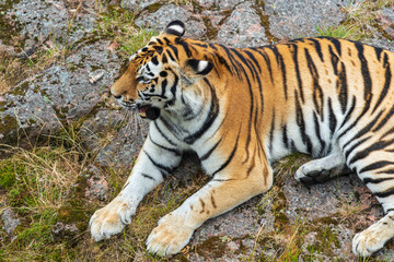 Fototapeta na wymiar Close view of a large tiger lying down on a rock