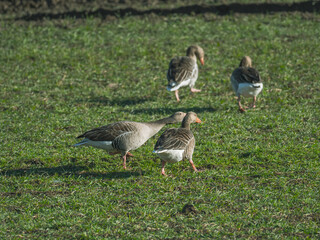 four gray geese looking for food on a meadow