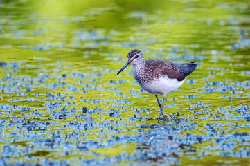 Green sandpiper or Tringa ochropus walks on lake