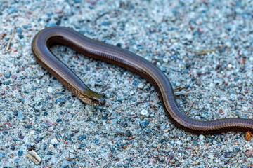 Obraz na płótnie Canvas Close view of a slow worm slithering on the ground