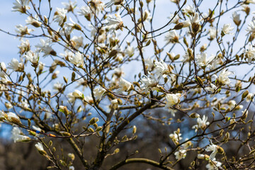 Flowering magnolia tree flowers on the background of the spring sky. Floral background, springtime outdoor nature in park.