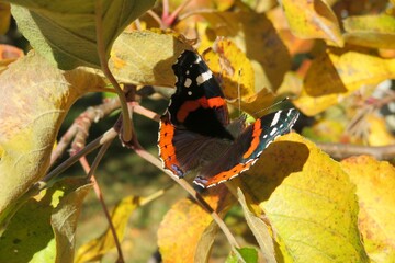 Admiral butterfly on yellow leafs in autumn garden, closeup