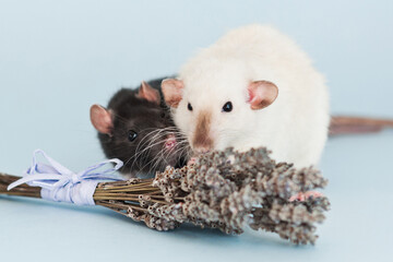 Two fancy rats with lavender flowers on blue background
