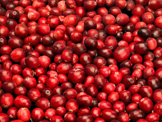 Scattering of large berries of cranberry