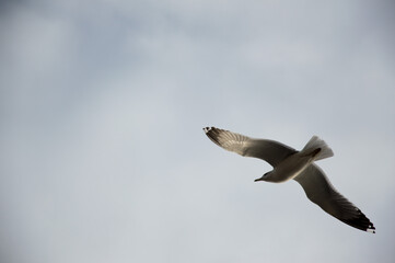 seagull in flight