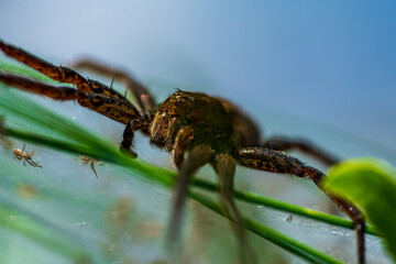 Extreme close up of a large female raft spider in sunlight