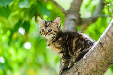 Cute curious kitten cat climbing tree ready to jump