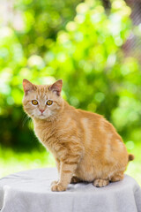  cute fat red cat at summer nature background