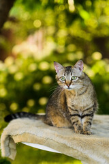 Naklejka na ściany i meble Portrait of cute striped grey cat looking for catch in summer nature background