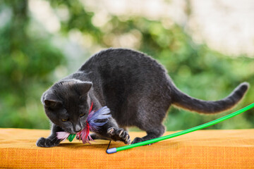 russian blue cat holding feather toy in mouth, claws released