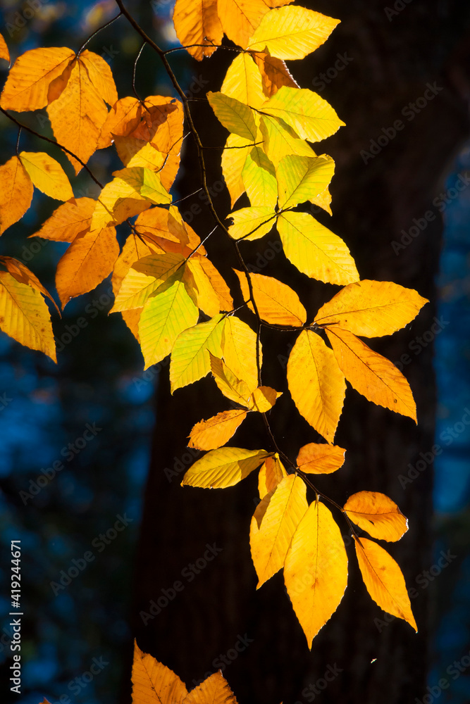 Poster Sunlight filtering through colorful Fall foliage