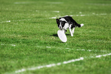 Fototapeta na wymiar border collie running open mouth, flying disk dog sport competition