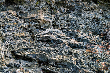 Close up littoral zone bottom in Zanzibar