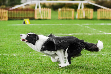 Naklejka na ściany i meble border collie ready to jump, flying disk dog sport competition