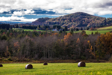 round bales or hay rolls on green fields and peak autumn foliage colors of trees on the background...