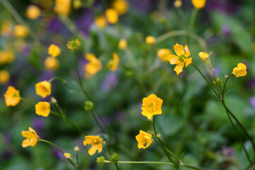 Ranunculus acris or meadow buttercup, tall buttercup or common buttercup