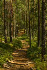 Fototapeta na wymiar Path through a beautiful pine and fir forest in Sweden