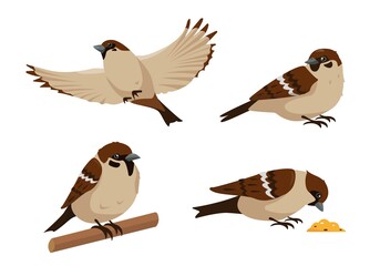 Set of sparrow birds icons