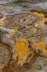Algae-bacterial mats. Hot thermal spring, hot pool in the Yellowstone NP. Wyoming, US