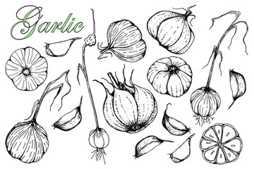 Garlic. Collection. Isolated on white. Stock vector illustration.Hand drawn. Black and white drawing. For packing agricultural products and spices. Vegetarian meals.